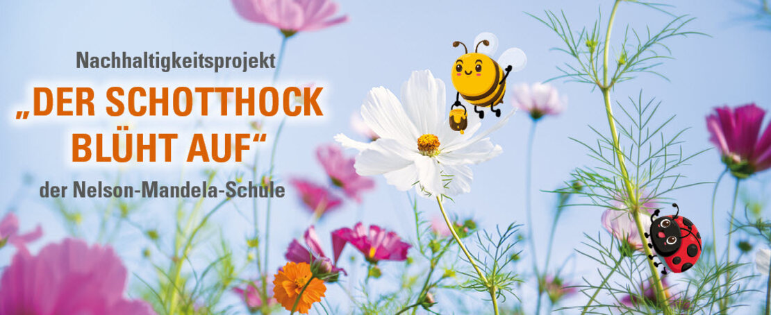 Insekten auf einer blühenden Blumenwiese.